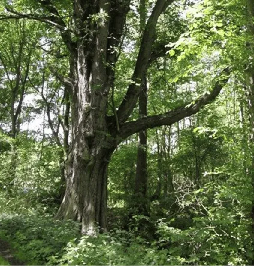 Moorwald Zarth