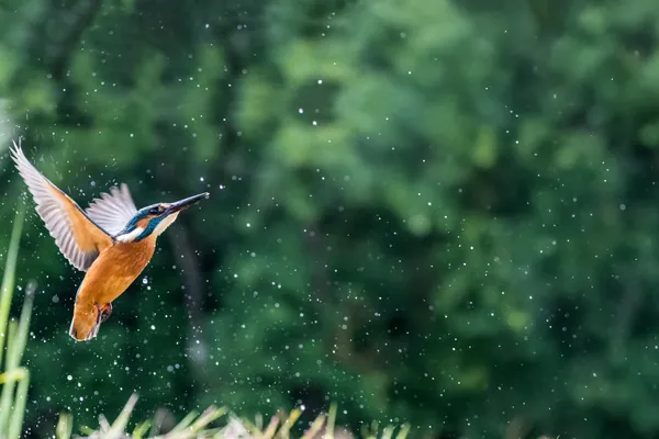 Eisvogel im Flug