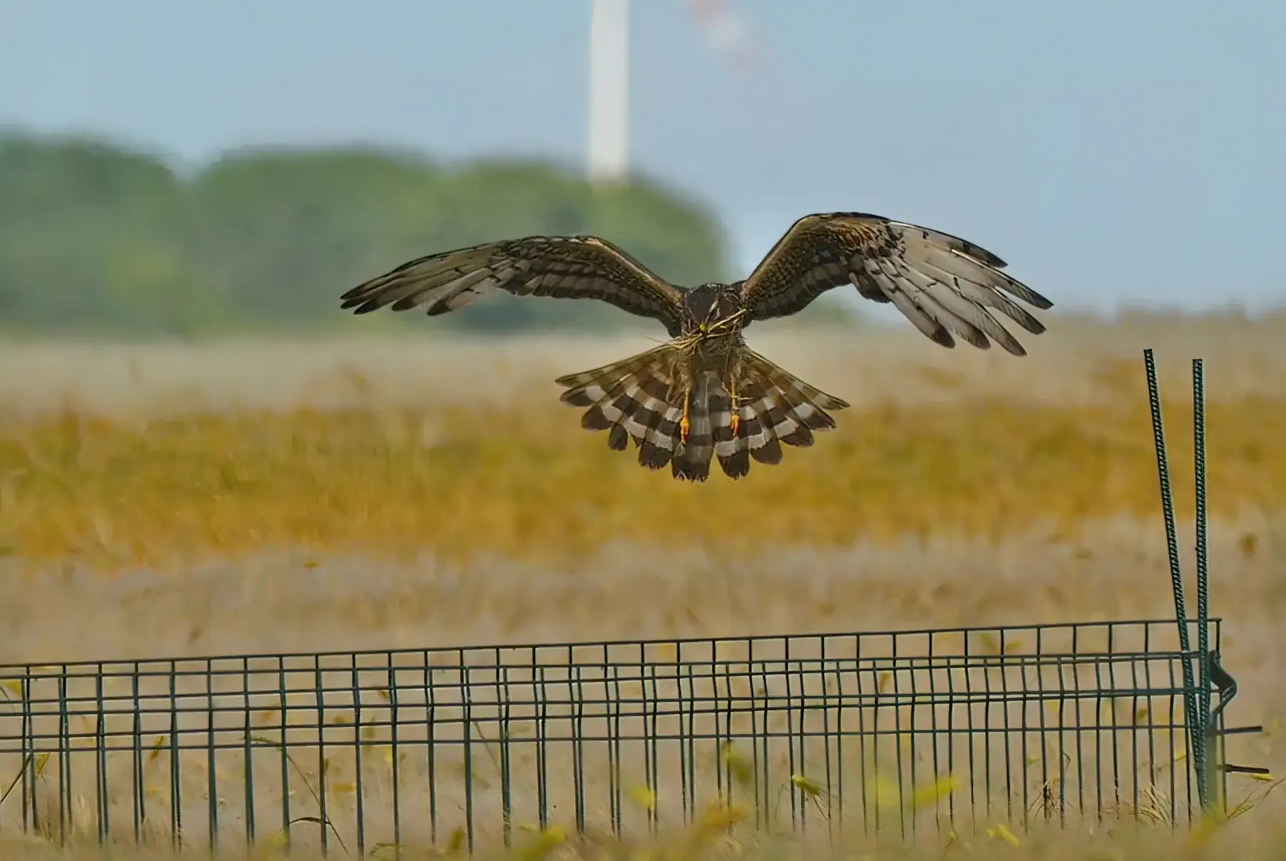 Wiesenweihen-Weibchen im Anflug auf das Nest