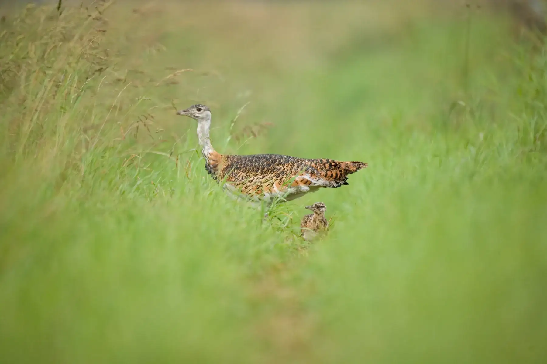 Großtrappe mit Küken in der Wiese