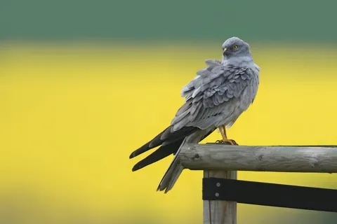 Wiesenweihe auf einem Holzpfahl