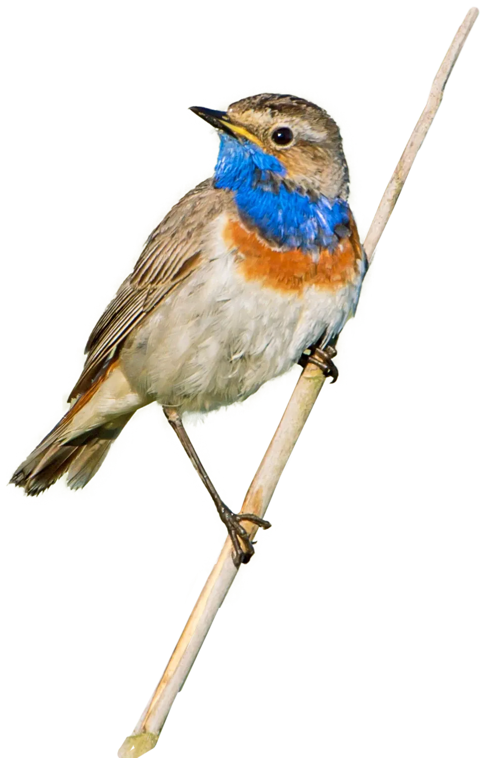 Blaukehlchen im Schilf