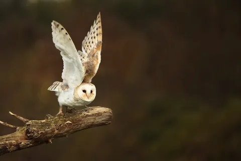 Schleiereule im Flug