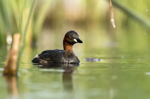 Zwergtaucher auf dem Wasser