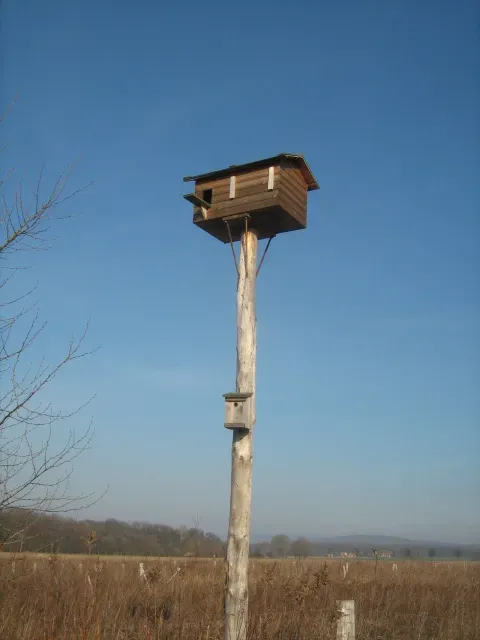 Schleiereulen-Nisthilfe auf einem Mast