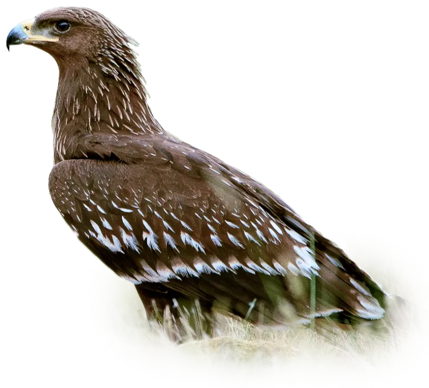 Schreiadler im Gras