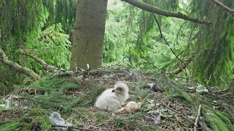 Schreiadler-Küken im Nest