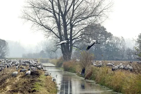 Kraniche in einer Feuchtlandschaft