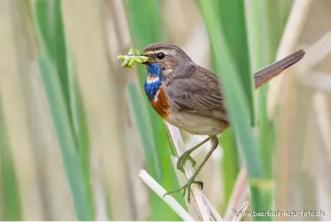 Blaukehlchen im Schilf
