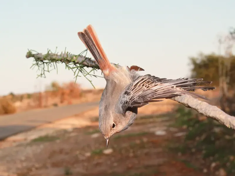Zypern – Kampf gegen Vogelmord