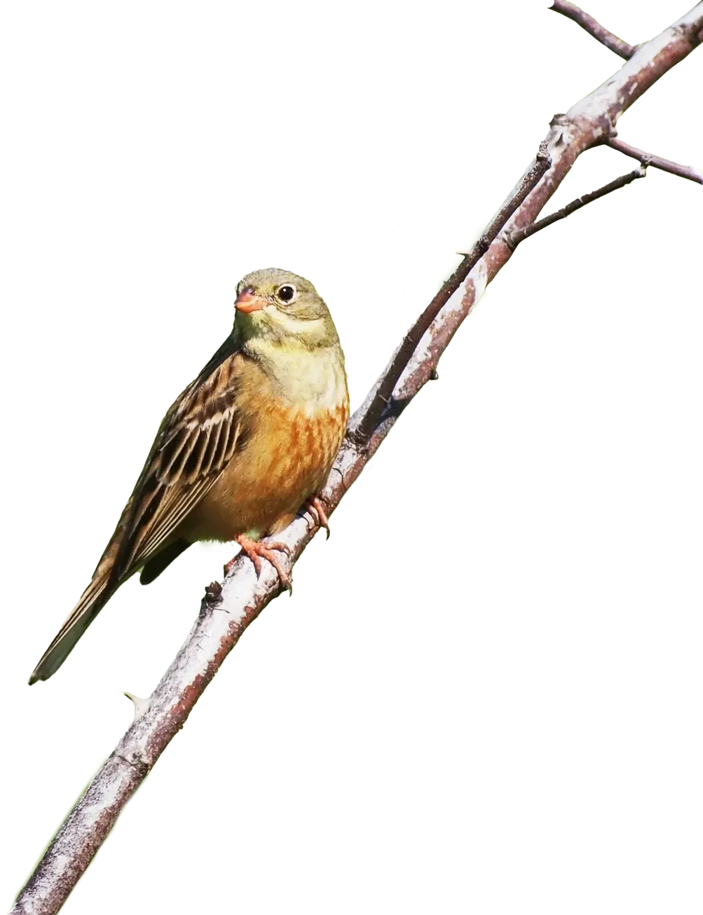 Ortolan auf einem Zweig