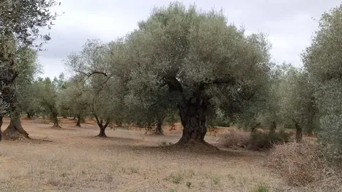 Olivenhain