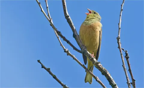 Ortolan im Geäst