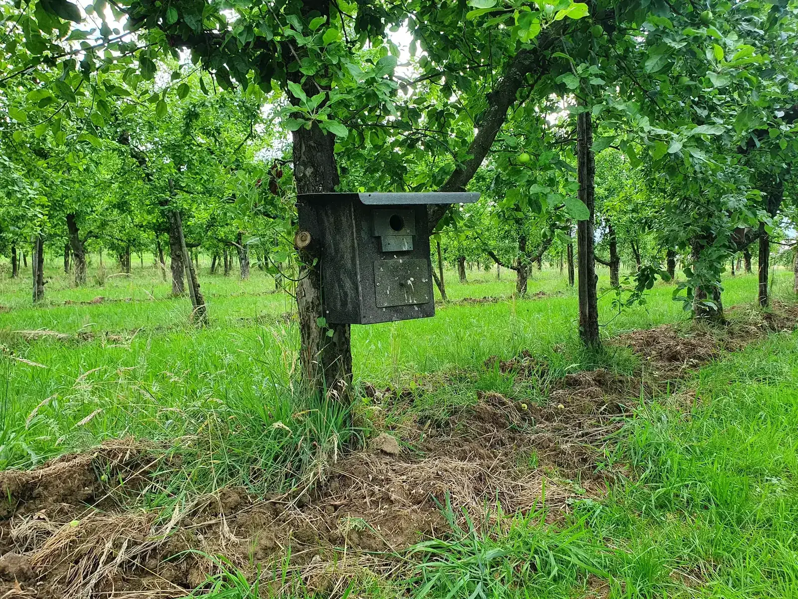 Nisthilfen in einer Streuobstwiese