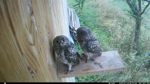 Steinkäuzchen