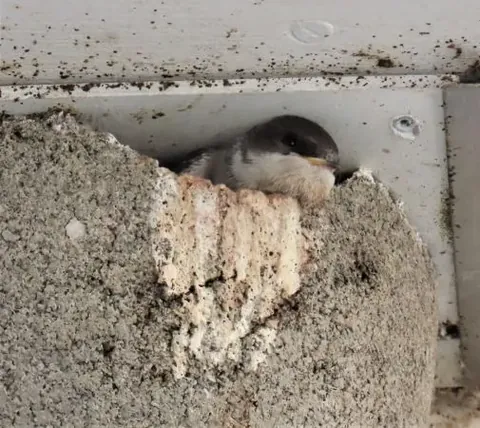 Mehlschwalbe am Nest