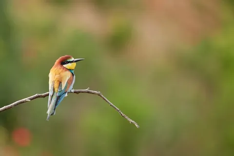 Bienenfresser auf einem Zweig