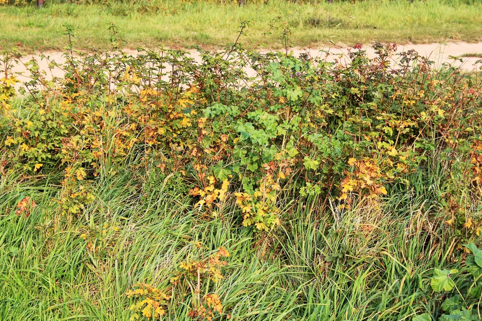 Blühende Hecke aus Vogelnährgehölzen bei Dechtow