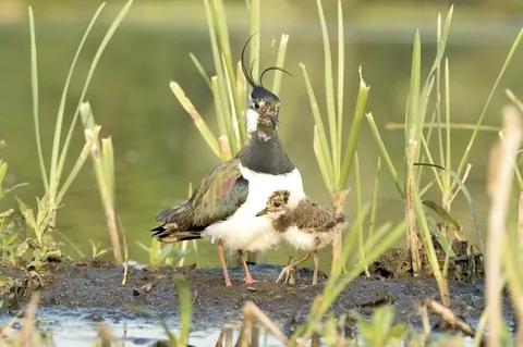 Kiebitz mit Küken am Wasser