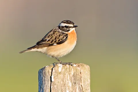Braunkehlchen auf einem Pfahl
