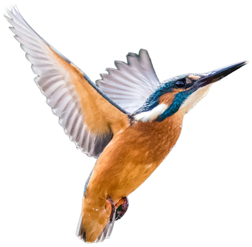 Eisvogel im Flug