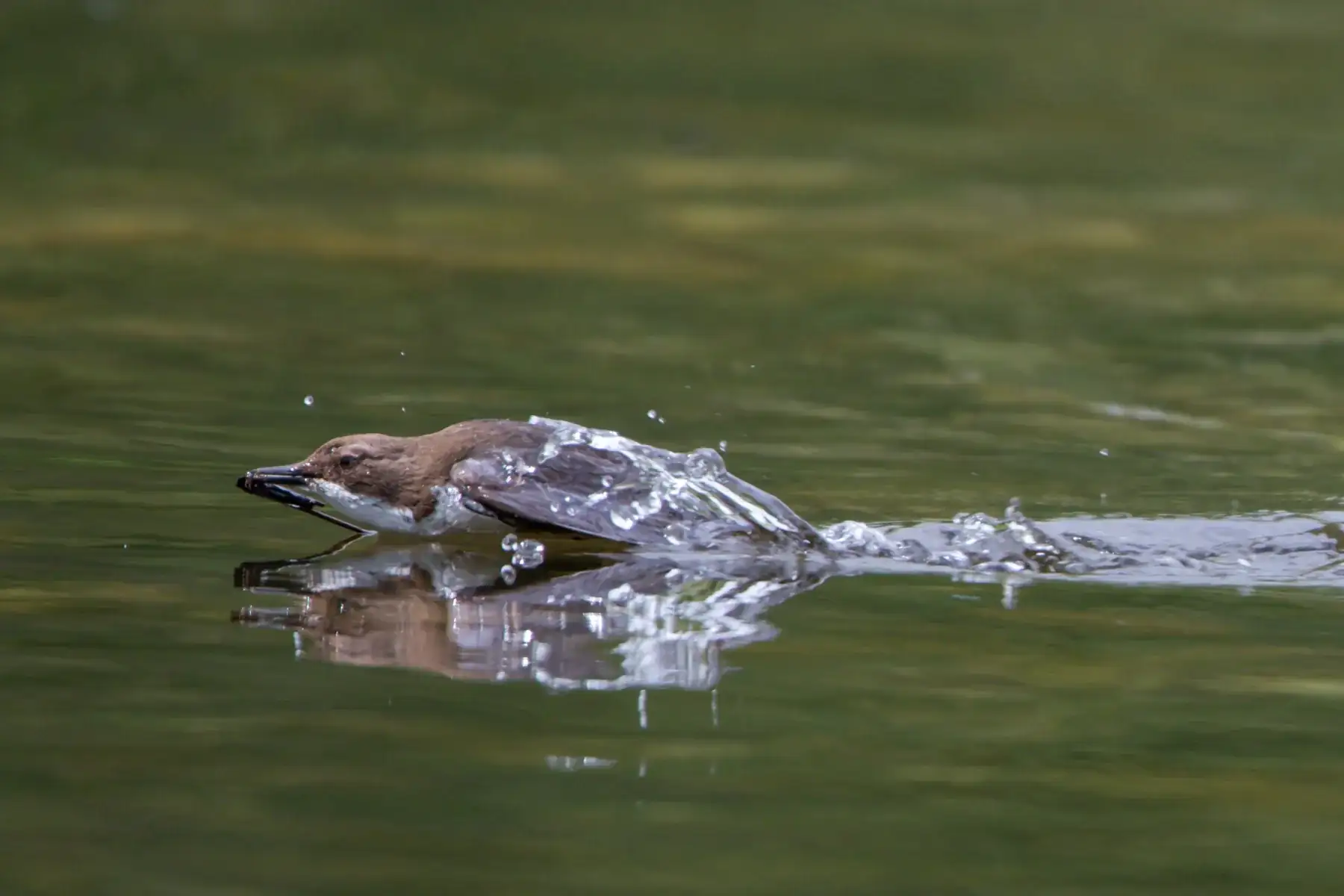 Wasseramsel taucht im Bach