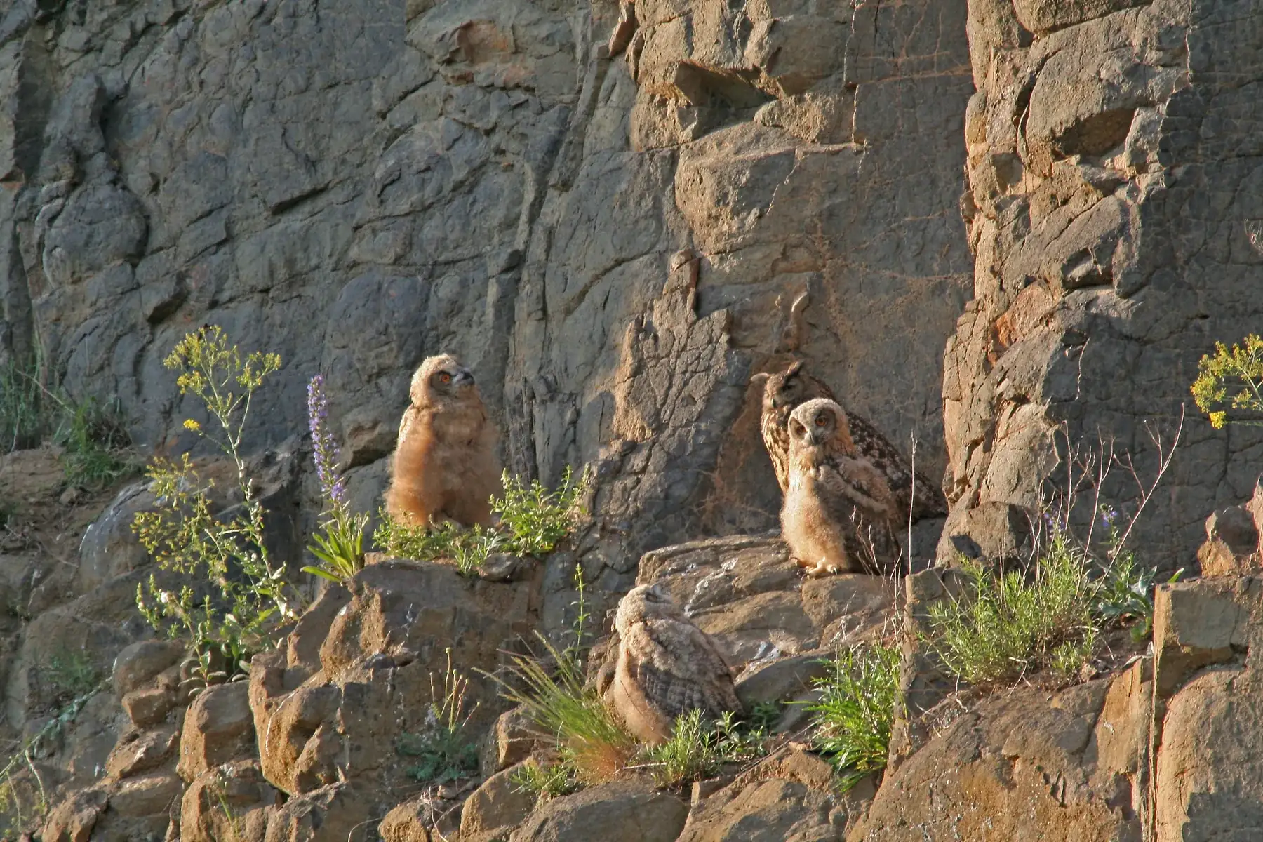 Basaltklippen am Steimelskopf