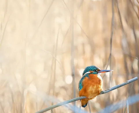 Eisvogel auf einem Zweig