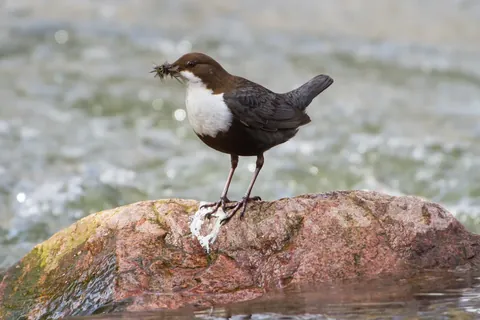Wasseramsel auf einem Stein im Bach