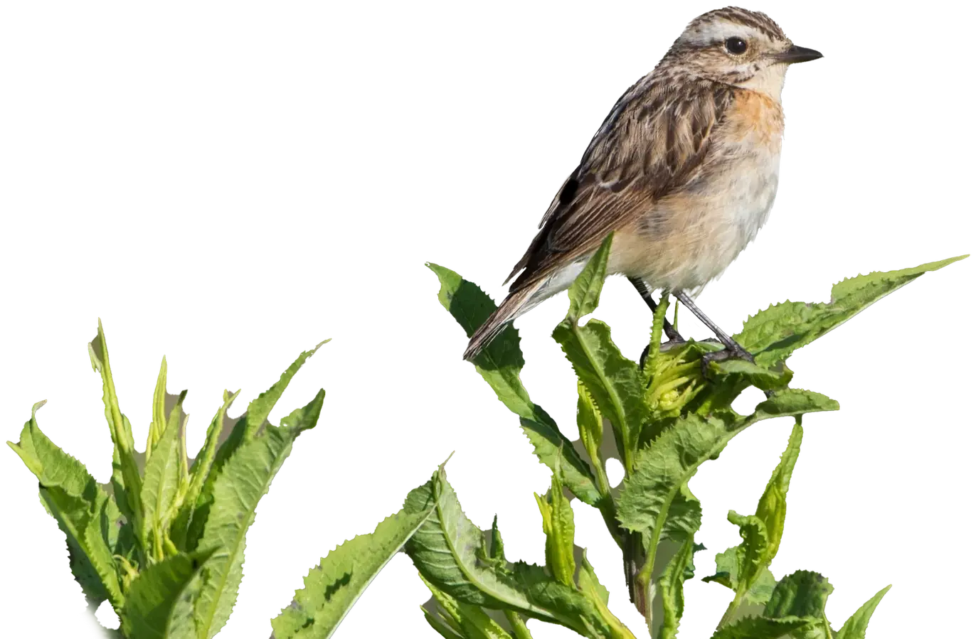 Braunkehlchen