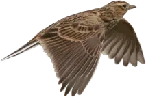 Feldlerche im Flug