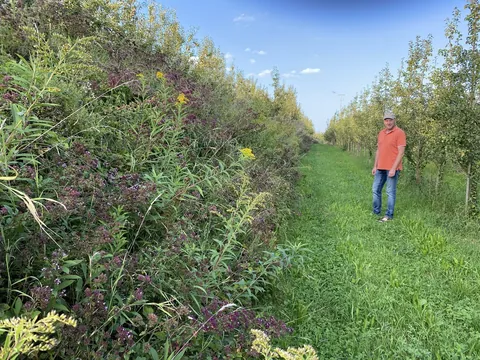 Aktiver zwischen Obstbaumreihen