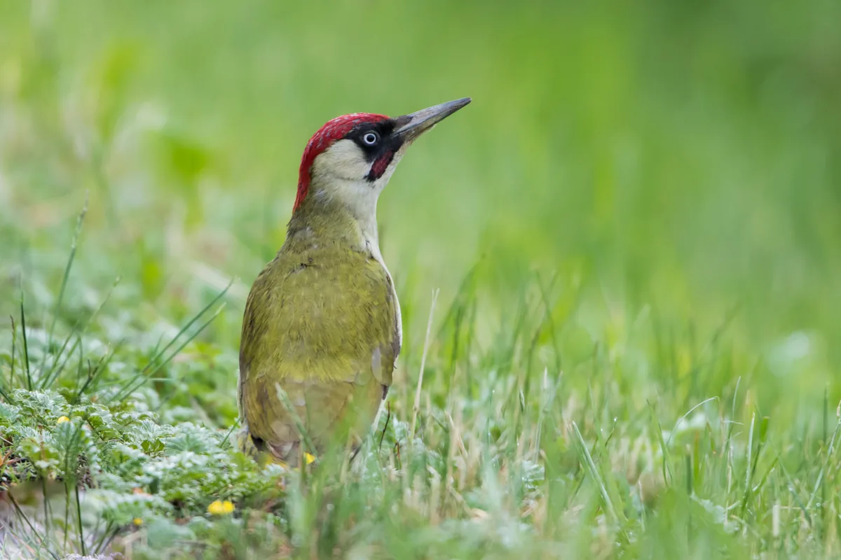 Grünspecht im Gras