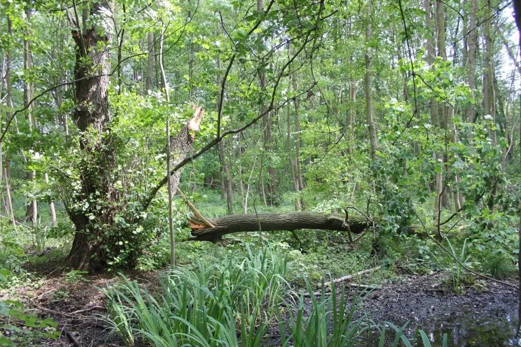 Umgestürzter Baum im Moorwald Zarth