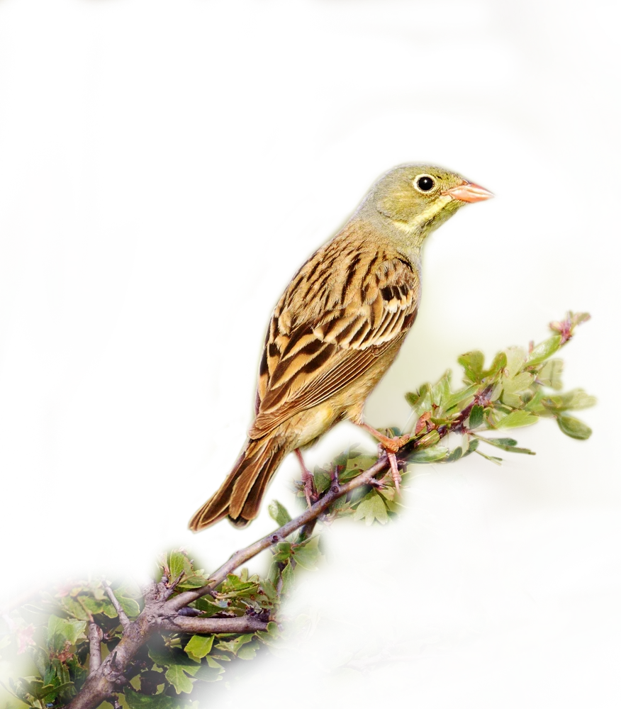 Ortolan auf einem Zweig