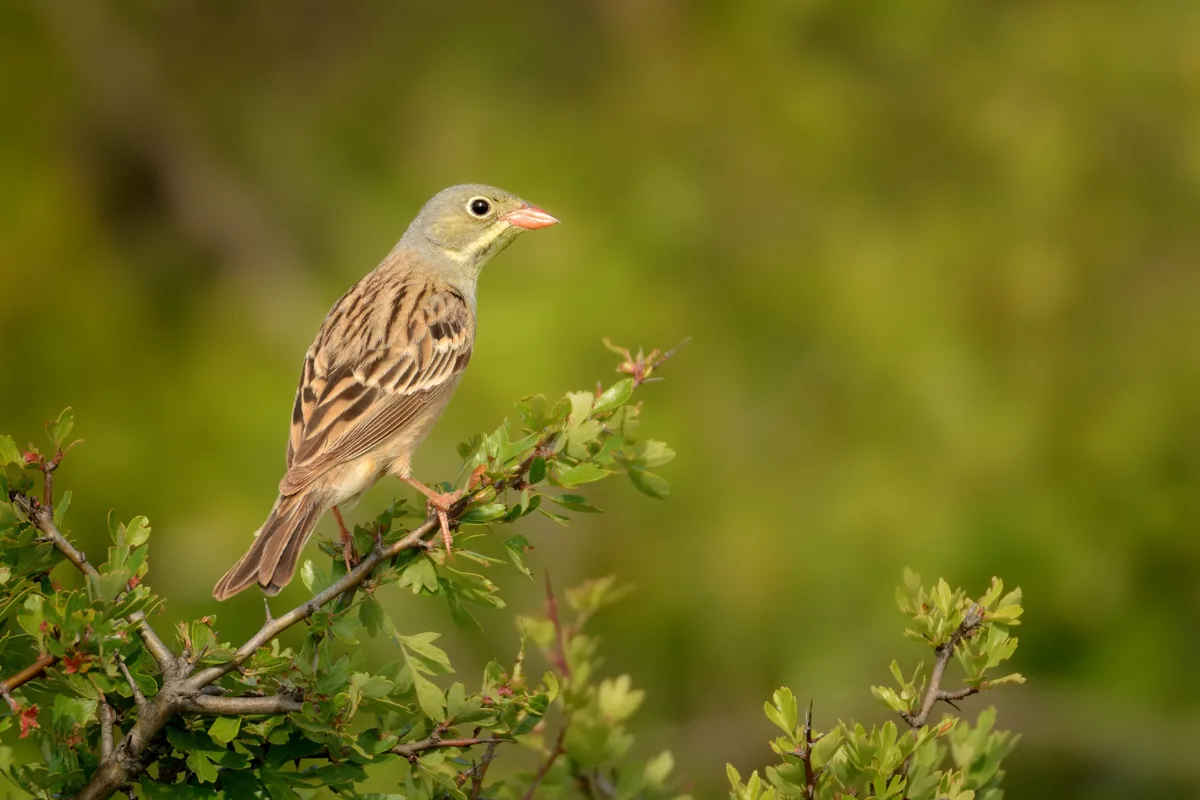 Ortolan auf einem Zweig