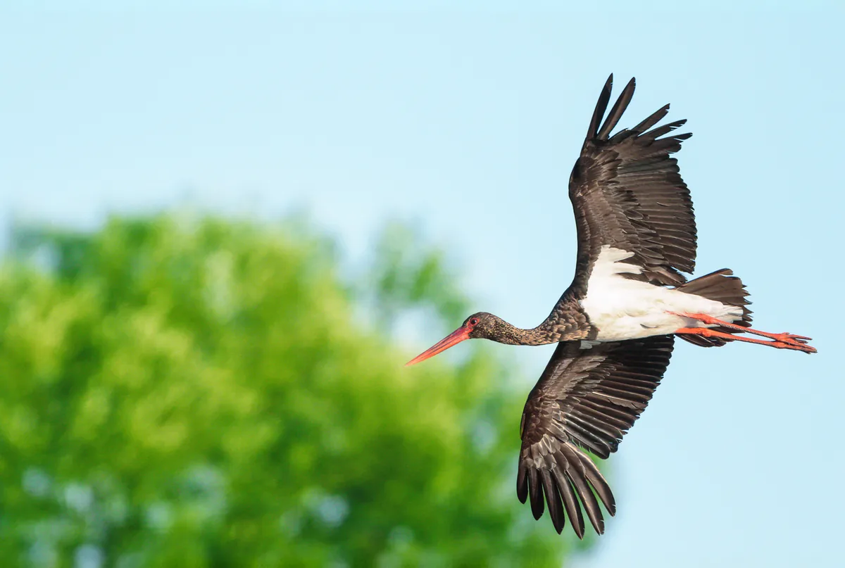 Schwarzstorch im Flug