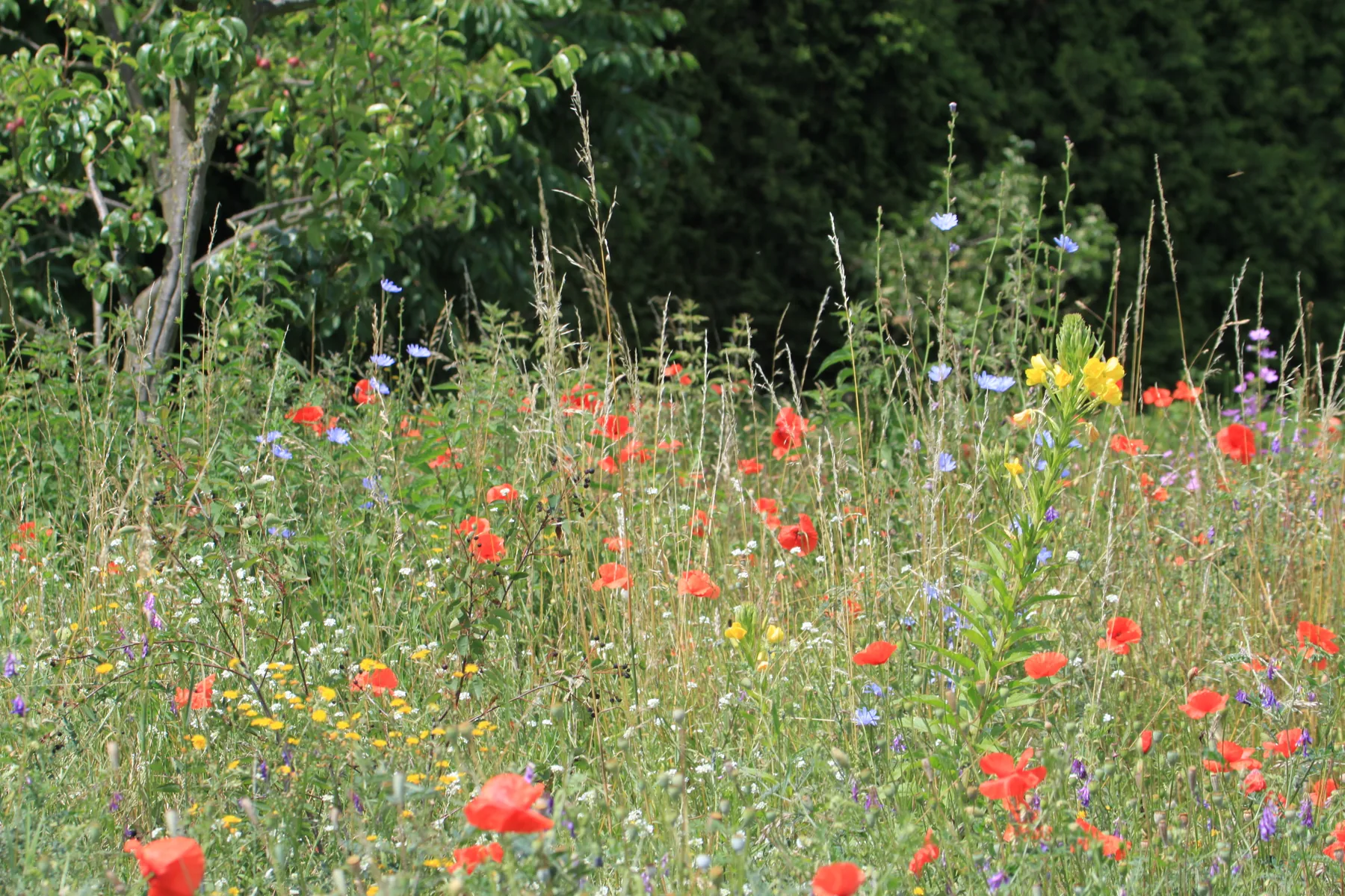 Blühende Wiese mit Mohn und Kornblumen am Waldrand des Zarth
