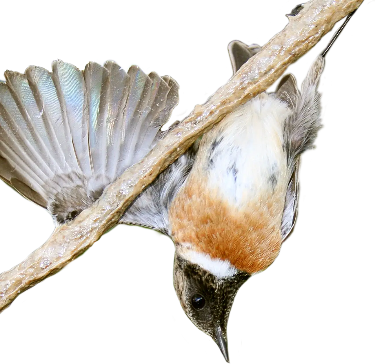 Vogel an der Leimrute