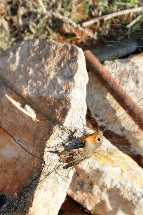 Verklebter Vogel an einer Leimrute
