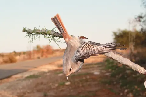 An einer Leimrute verklebter Vogel