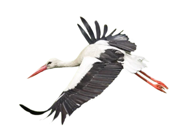 Weißstorch im Flug