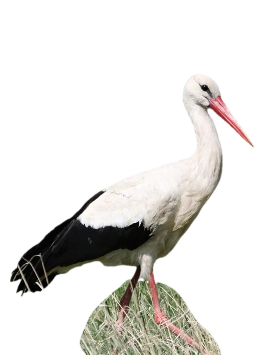 Weißstorch