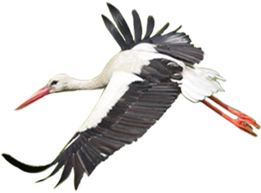 Stork