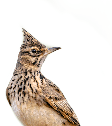 Bird illustration left