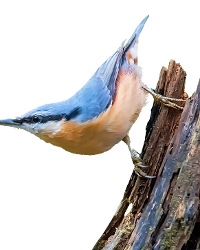 Bird illustration right