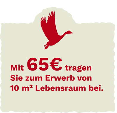 Bird group illustration