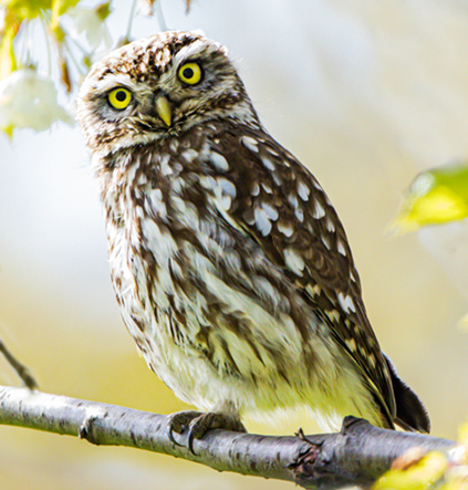 Blühende Vielfalt bewahren
