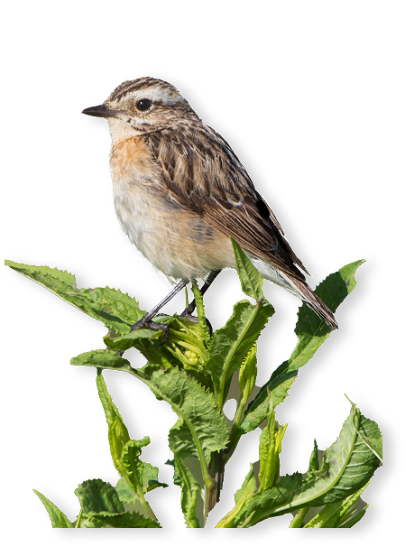 Das Braunkehlchen ist ein typischer Vogel der offenen Wiesenlandschaften
