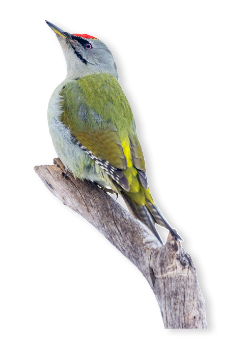 Der Grauspecht ist ein heimlicher Bewohner strukturreicher Wälder